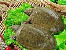 立體工廠化甲魚養(yǎng)殖，值得你勇往“殖”前