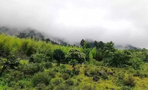論閩南烏龍“鐵觀音”，八馬茶業(yè)品質(zhì)獨(dú)樹一幟