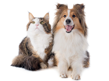 養(yǎng)寵家庭異味難聞？倔強尾巴寵物噴霧劑來幫忙！