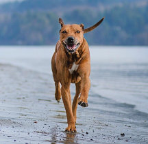 從狗狗飲食天性出發(fā)，解析原始獵食渴望狗糧究竟好在哪!