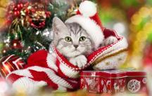 浴寵時光：隨到隨洗，時間自由，絕不猶豫