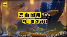閑魚9年，與用戶共同搭建一個新鮮好逛的多面生活場