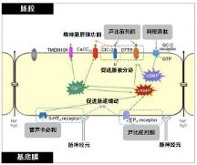 南京正大天晴推出蘆比前列酮軟膠囊 改善便秘患者生活質量