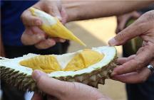 纖衡家族：一個(gè)奶酪行業(yè)老手的榴蓮殼創(chuàng)業(yè)之路