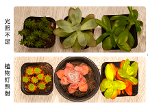 解決室內(nèi)種植大弊端的是方法—植物生長燈