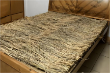 學(xué)校宿舍床墊用雜草填充？挑選學(xué)生床墊不能馬虎！
