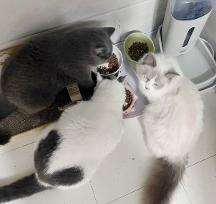 盤點4款超高性價貓糧，讓你花最少的錢養(yǎng)出最漂亮的小貓！